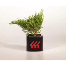Ялівець горизонтальний Андорра Компакт | Juniperus horizontalis Andorra Compact | Можжевельник горизонтальный Андорра Компакт