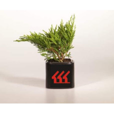 Ялівець горизонтальний Андорра Компакт | Juniperus horizontalis Andorra Compact | Можжевельник горизонтальный Андорра Компакт