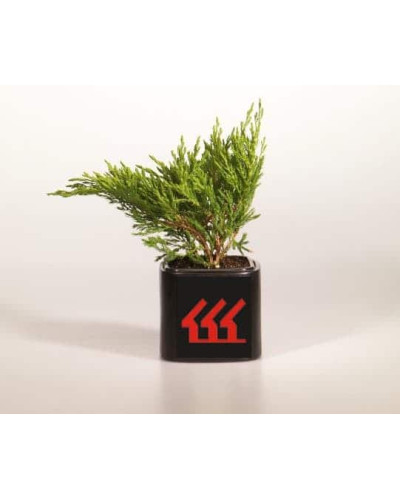 Ялівець горизонтальний Андорра Компакт | Juniperus horizontalis Andorra Compact | Можжевельник горизонтальный Андорра Компакт