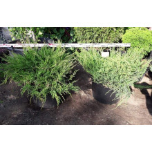 Ялівець горизонтальний Андорра Компакт | Juniperus horizontalis Andorra Compact | Можжевельник горизонтальный Андорра Компакт