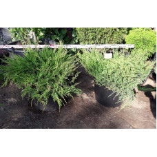 Ялівець горизонтальний Андорра Компакт | Juniperus horizontalis Andorra Compact | Можжевельник горизонтальный Андорра Компакт