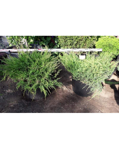 Ялівець горизонтальний Андорра Компакт | Juniperus horizontalis Andorra Compact | Можжевельник горизонтальный Андорра Компакт