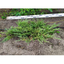 Ялівець горизонтальний Андорра Компакт | Juniperus horizontalis Andorra Compact | Можжевельник горизонтальный Андорра Компакт