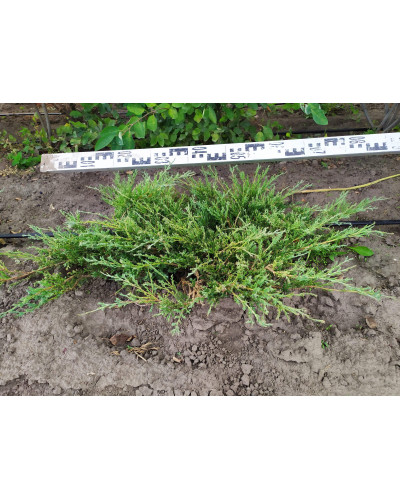 Ялівець горизонтальний Андорра Компакт | Juniperus horizontalis Andorra Compact | Можжевельник горизонтальный Андорра Компакт