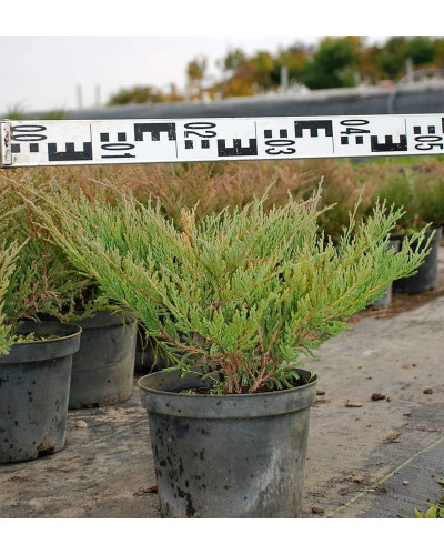 Ялівець горизонтальний Андорра Компакт | Juniperus horizontalis Andorra Compact | Можжевельник горизонтальный Андорра Компакт