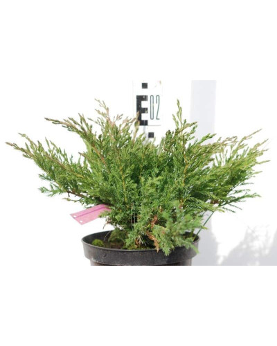 Ялівець горизонтальний Андорра Компакт | Juniperus horizontalis Andorra Compact | Можжевельник горизонтальный Андорра Компакт