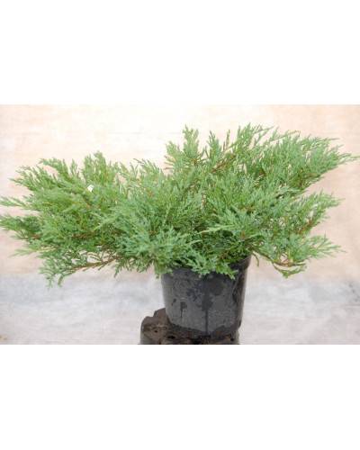 Ялівець горизонтальний Андорра Компакт | Juniperus horizontalis Andorra Compact | Можжевельник горизонтальный Андорра Компакт