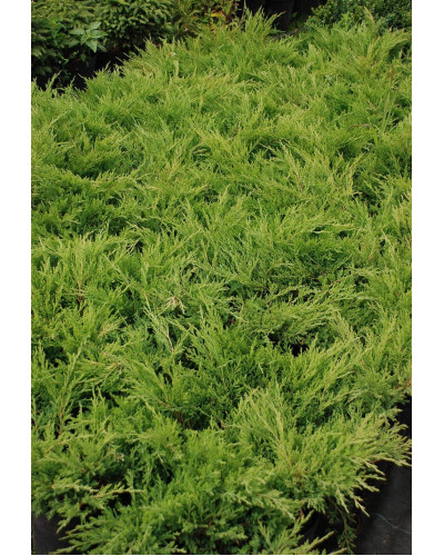 Ялівець горизонтальний Андорра Компакт | Juniperus horizontalis Andorra Compact | Можжевельник горизонтальный Андорра Компакт