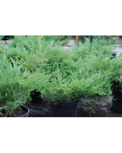 Ялівець горизонтальний Андорра Компакт | Juniperus horizontalis Andorra Compact | Можжевельник горизонтальный Андорра Компакт