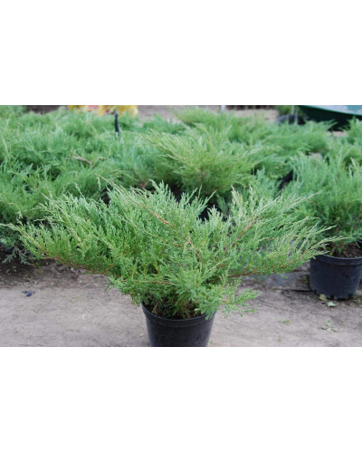 Ялівець горизонтальний Андорра Компакт | Juniperus horizontalis Andorra Compact | Можжевельник горизонтальный Андорра Компакт