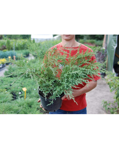 Ялівець горизонтальний Андорра Компакт | Juniperus horizontalis Andorra Compact | Можжевельник горизонтальный Андорра Компакт