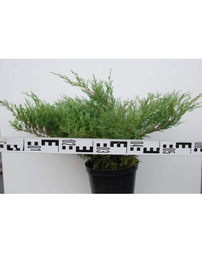 Ялівець горизонтальний Андорра Компакт | Juniperus horizontalis Andorra Compact | Можжевельник горизонтальный Андорра Компакт