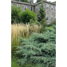 Ялівець віргінський Хетц | Juniperus virginiana Hetz | Можжевельник виргинский Хетц