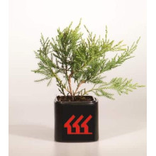 Ялівець віргінський Хетц | Juniperus virginiana Hetz | Можжевельник виргинский Хетц