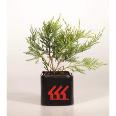 Ялівець віргінський Хетц | Juniperus virginiana Hetz | Можжевельник виргинский Хетц