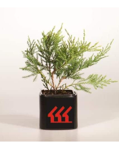 Ялівець віргінський Хетц | Juniperus virginiana Hetz | Можжевельник виргинский Хетц