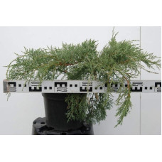 Ялівець віргінський Хетц | Juniperus virginiana Hetz | Можжевельник виргинский Хетц