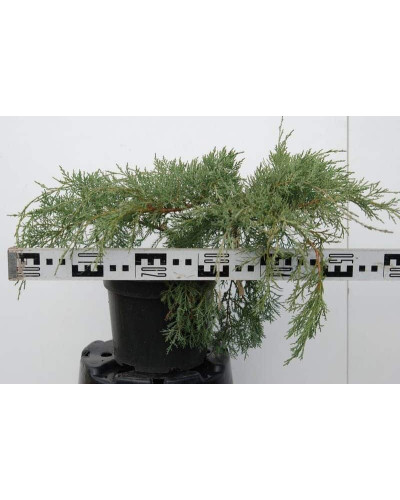 Ялівець віргінський Хетц | Juniperus virginiana Hetz | Можжевельник виргинский Хетц