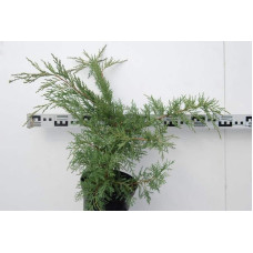 Ялівець віргінський Хетц | Juniperus virginiana Hetz | Можжевельник виргинский Хетц