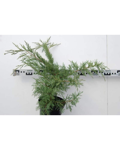 Ялівець віргінський Хетц | Juniperus virginiana Hetz | Можжевельник виргинский Хетц