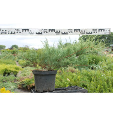 Ялівець віргінський Хетц | Juniperus virginiana Hetz | Можжевельник виргинский Хетц