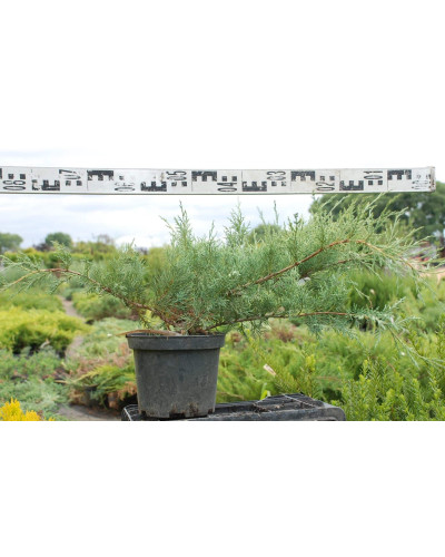 Ялівець віргінський Хетц | Juniperus virginiana Hetz | Можжевельник виргинский Хетц