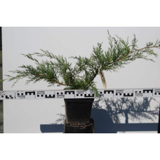 Ялівець віргінський Хетц | Juniperus virginiana Hetz | Можжевельник виргинский Хетц