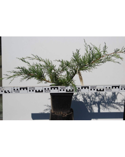 Ялівець віргінський Хетц | Juniperus virginiana Hetz | Можжевельник виргинский Хетц