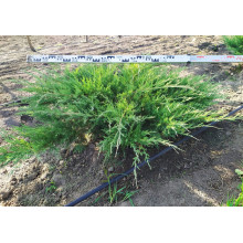 Ялівець віргінський Хетц | Juniperus virginiana Hetz | Можжевельник виргинский Хетц