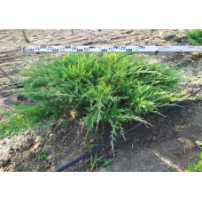 Ялівець віргінський Хетц | Juniperus virginiana Hetz | Можжевельник виргинский Хетц