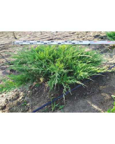 Ялівець віргінський Хетц | Juniperus virginiana Hetz | Можжевельник виргинский Хетц