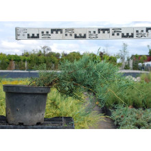 Ялівець віргінський Хетц | Juniperus virginiana Hetz | Можжевельник виргинский Хетц