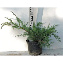 Ялівець віргінський Хетц | Juniperus virginiana Hetz | Можжевельник виргинский Хетц