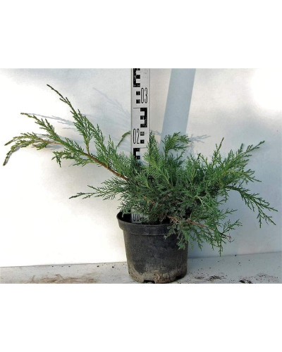 Ялівець віргінський Хетц | Juniperus virginiana Hetz | Можжевельник виргинский Хетц