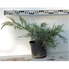 Ялівець віргінський Хетц | Juniperus virginiana Hetz | Можжевельник виргинский Хетц