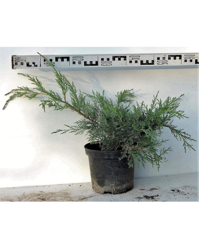 Ялівець віргінський Хетц | Juniperus virginiana Hetz | Можжевельник виргинский Хетц