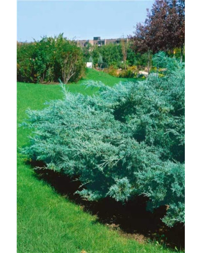 Ялівець віргінський Хетц | Juniperus virginiana Hetz | Можжевельник виргинский Хетц