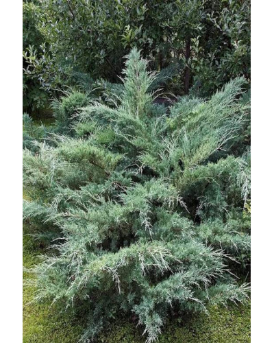 Ялівець віргінський Хетц | Juniperus virginiana Hetz | Можжевельник виргинский Хетц