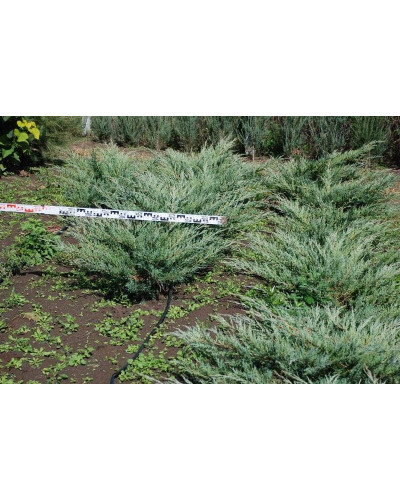 Ялівець віргінський Хетц | Juniperus virginiana Hetz | Можжевельник виргинский Хетц