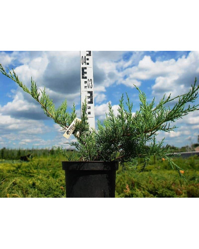 Ялівець віргінський Хетц | Juniperus virginiana Hetz | Можжевельник виргинский Хетц