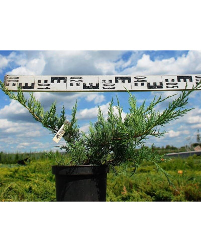 Ялівець віргінський Хетц | Juniperus virginiana Hetz | Можжевельник виргинский Хетц
