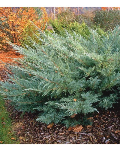Ялівець віргінський Хетц | Juniperus virginiana Hetz | Можжевельник виргинский Хетц