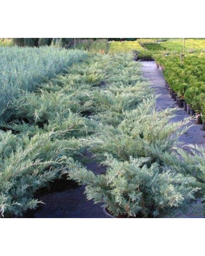Ялівець віргінський Хетц | Juniperus virginiana Hetz | Можжевельник виргинский Хетц