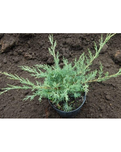 Ялівець віргінський Хетц | Juniperus virginiana Hetz | Можжевельник виргинский Хетц