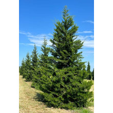 Ялівець віргінський Канаерті | Juniperus virginiana Сanaertii | Можжевельник виргинский Канаэрти