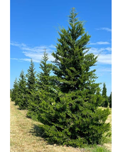 Ялівець віргінський Канаерті | Juniperus virginiana Сanaertii | Можжевельник виргинский Канаэрти