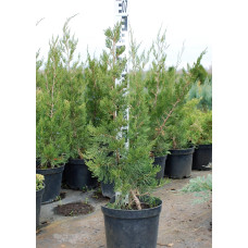 Ялівець віргінський Канаерті | Juniperus virginiana Сanaertii | Можжевельник виргинский Канаэрти