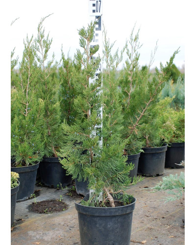 Ялівець віргінський Канаерті | Juniperus virginiana Сanaertii | Можжевельник виргинский Канаэрти
