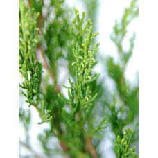 Ялівець віргінський Канаерті | Juniperus virginiana Сanaertii | Можжевельник виргинский Канаэрти