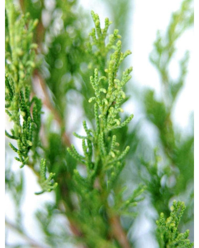 Ялівець віргінський Канаерті | Juniperus virginiana Сanaertii | Можжевельник виргинский Канаэрти